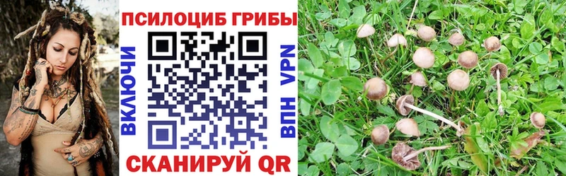 купить  сайты  OMG ссылки  Псилоцибиновые грибы Psilocybine cubensis  Кувшиново 
